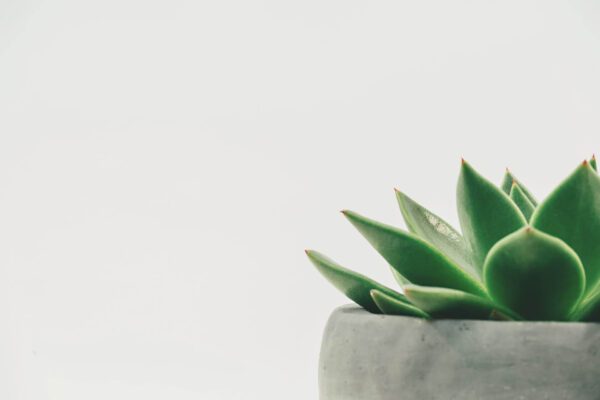 Sansevieria Laurentii - Image 2