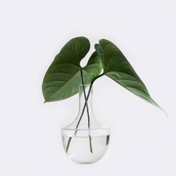 Ficus Lyrata - Image 2