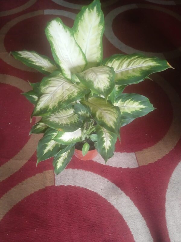 Deffenbachia