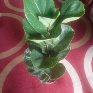 Ficus Lyrata