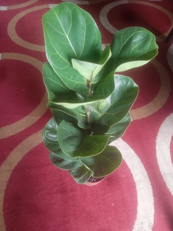Ficus Lyrata