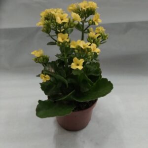 Kalanchoe