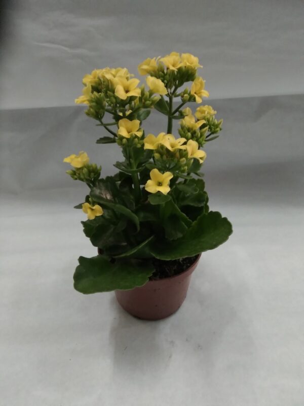 Kalanchoe