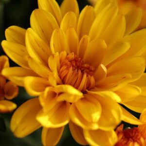 chrysanthemum, flower wallpaper, flowers, flora, beautiful flowers, autumn, nature, herfstplanten, autumn color, flower background, chrysanthemums, yellow, orange, bronze, plants, chrysanthemum, chrysanthemum, chrysanthemum, chrysanthemum, chrysanthemum, chrysanthemums
