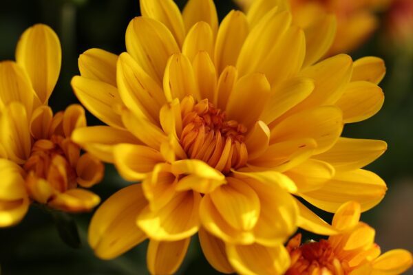 chrysanthemum, flower wallpaper, flowers, flora, beautiful flowers, autumn, nature, herfstplanten, autumn color, flower background, chrysanthemums, yellow, orange, bronze, plants, chrysanthemum, chrysanthemum, chrysanthemum, chrysanthemum, chrysanthemum, chrysanthemums