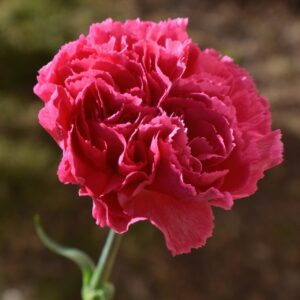 carnation, flower, plant, beautiful flowers, pink flower, petals, bloom, flora, garden, nature, flower background, macro, close up, carnation, flower wallpaper, carnation, carnation, carnation, carnation
