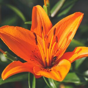 Close-up of a bright orange lily flower in full bloom with detailed petals and stamens.