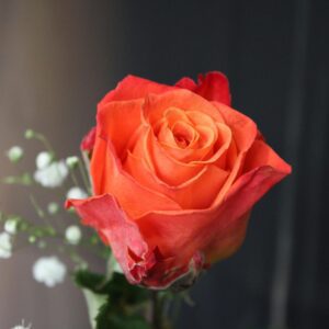 Close-up of a vibrant orange rose with delicate baby's breath against a blurred background.