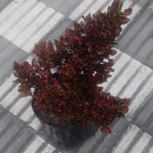 Coprosma