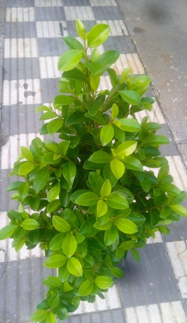 Eugenia