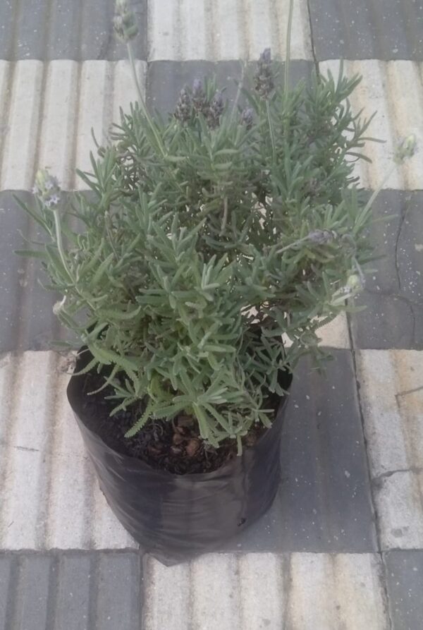 Lavanda
