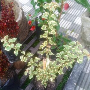 Santa Rita disciplinada