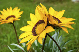 Girasoles Alegres