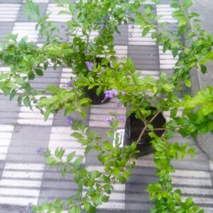 Duranta